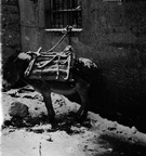 95632766 102839681422258 3997580375990730752 n